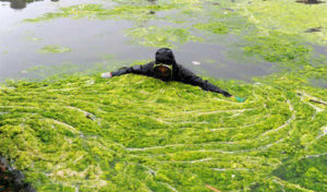 3 Reasons you are losing to Algae