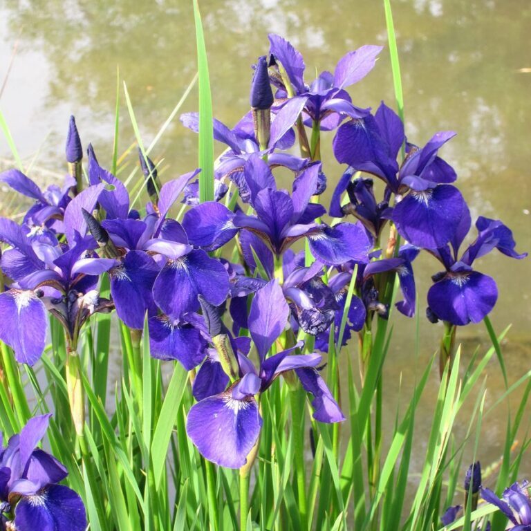 water-iris